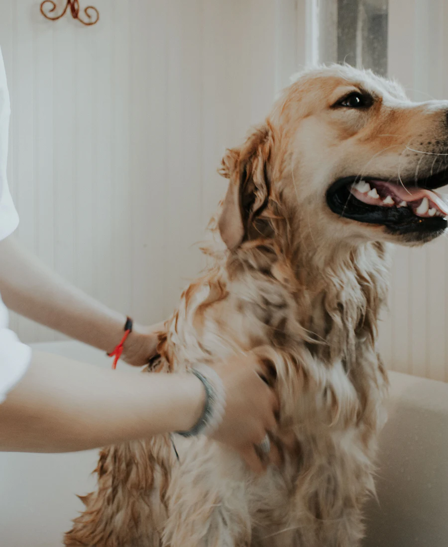 Golden Retriever being gently brushed