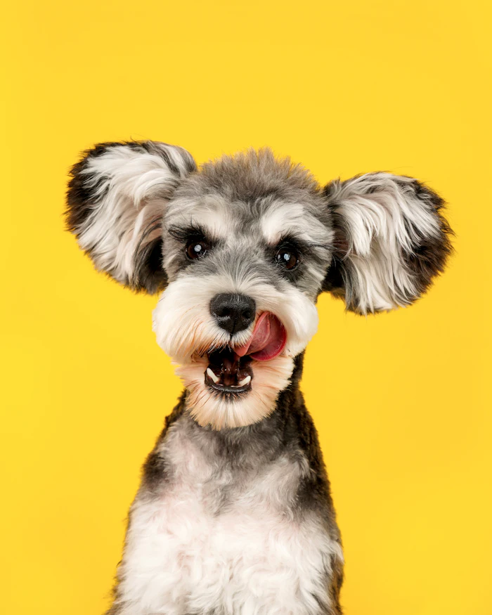 Schnauzer with a neat beard