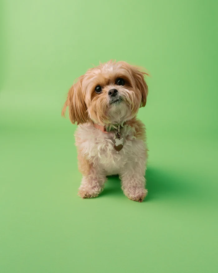 Shih Tzu with a soft trimmed coat