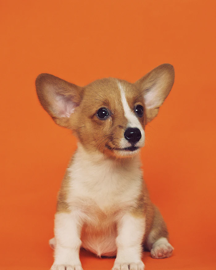 Corgi puppy with big ears