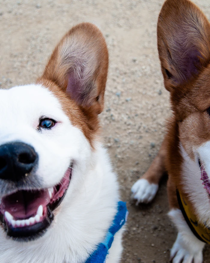 Two smiling corgis