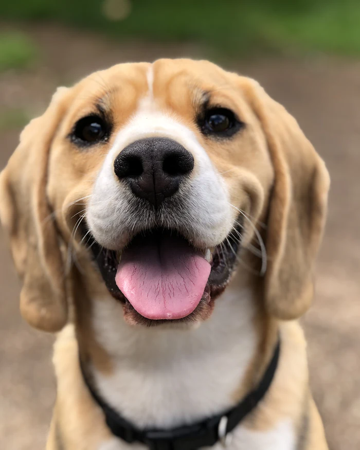 Beagle with a big smile