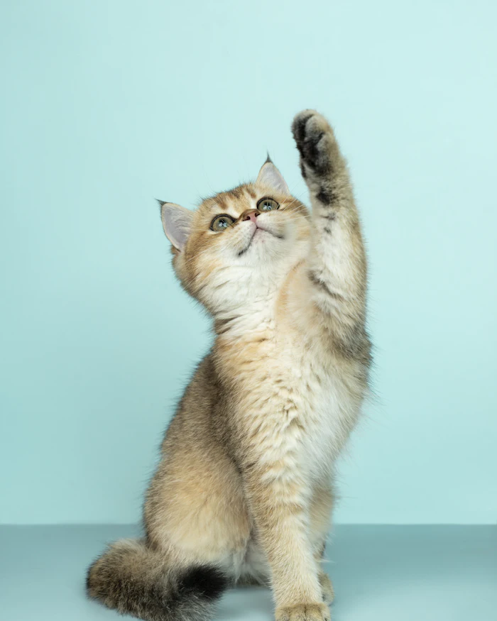 Fluffy kitten reaching up