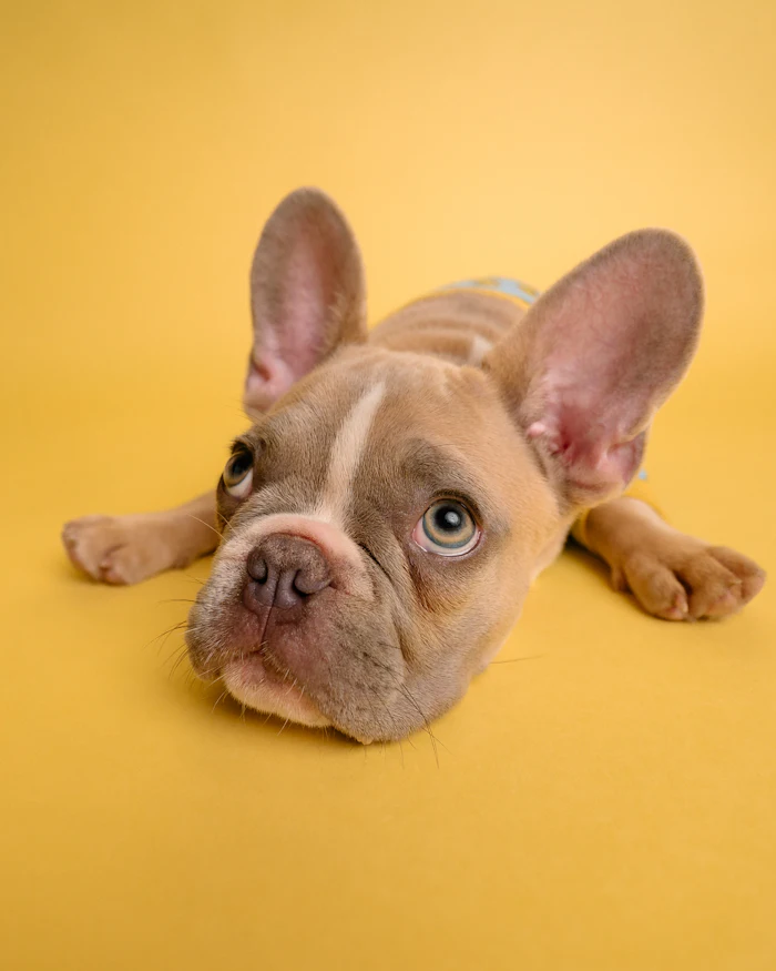 French Bulldog lying down