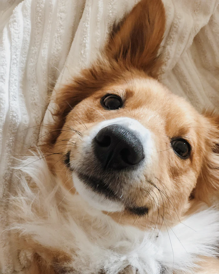 Golden dog looking up into the camera
