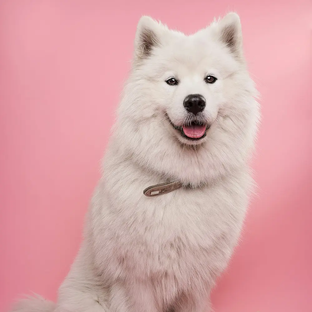 A fluffy white Samoyed smiling after a full groom
