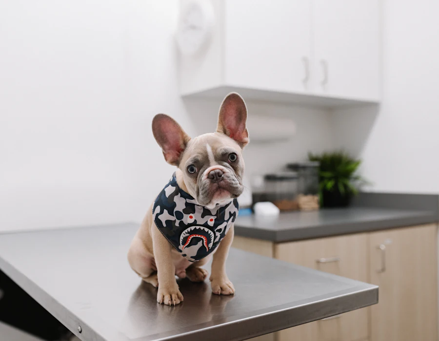 French Bulldog in a bandana sitting on the grooming table