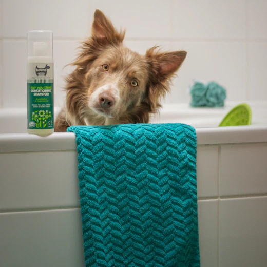 Dog peeking out of a bath with a towel