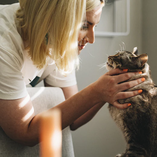 Groomer gently stroking a tabby cat