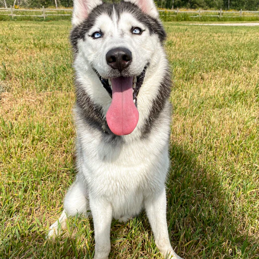 Smiling Husky sitting on the grass