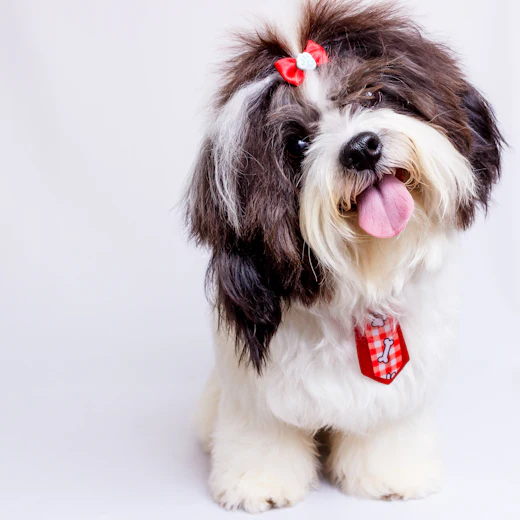 Freshly groomed Shih Tzu with a red bow