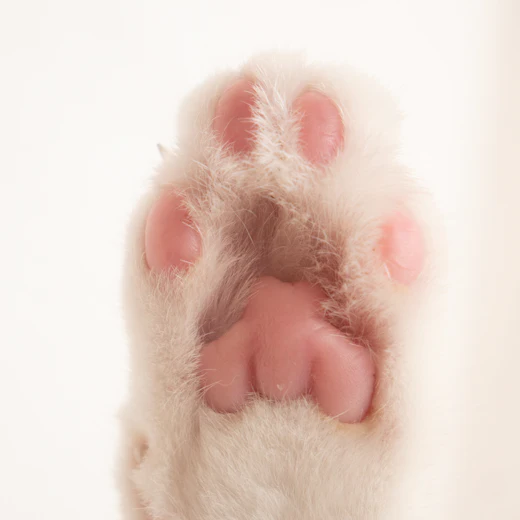 Close-up of a soft pink paw pad