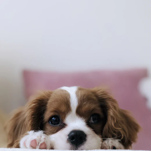 Cavalier King Charles puppy resting on a bed